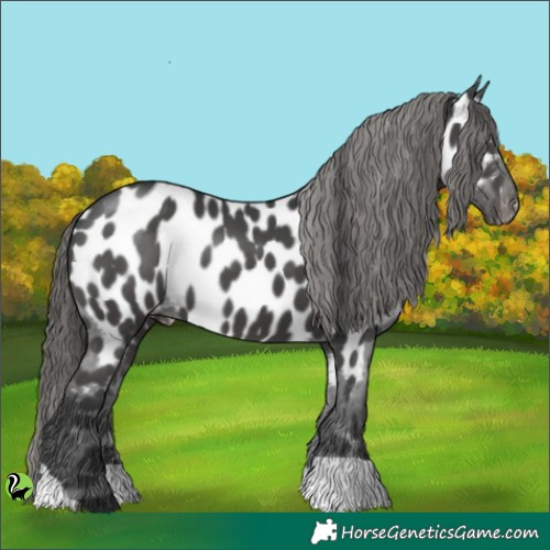 Horse Color:Black Appaloosa 