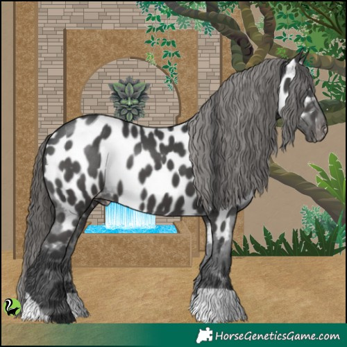 Horse Color:Black Appaloosa 
