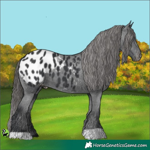 Horse Color:Black Appaloosa 