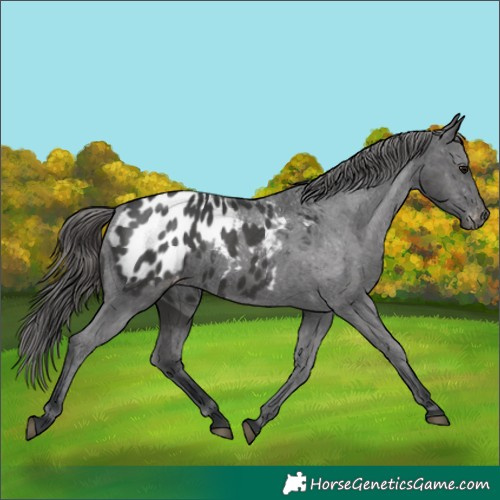 Horse Color:Black Appaloosa 