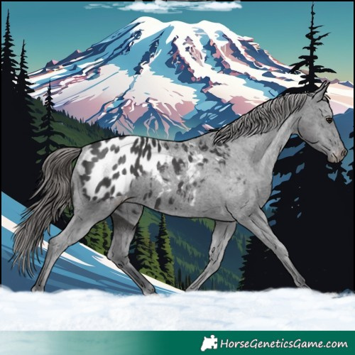 Horse Color:Black Appaloosa 