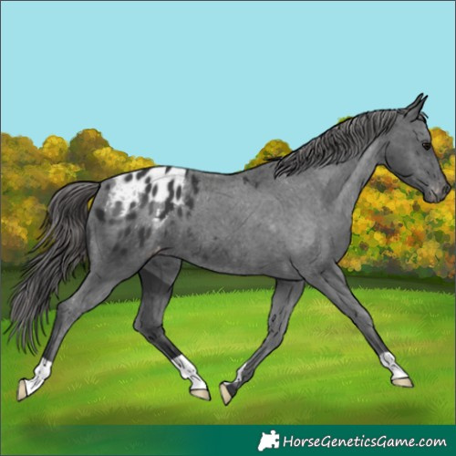 Horse Color:Black Appaloosa 
