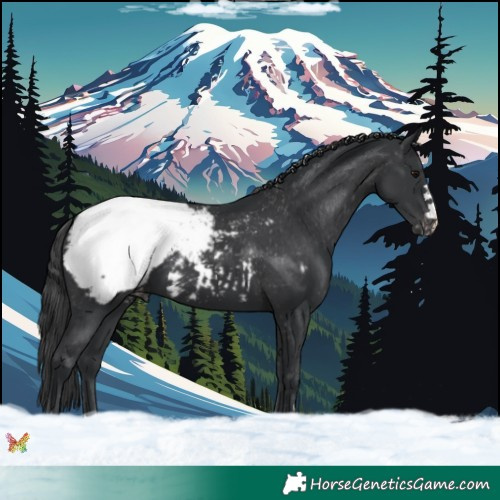 Horse Color:Black Appaloosa 