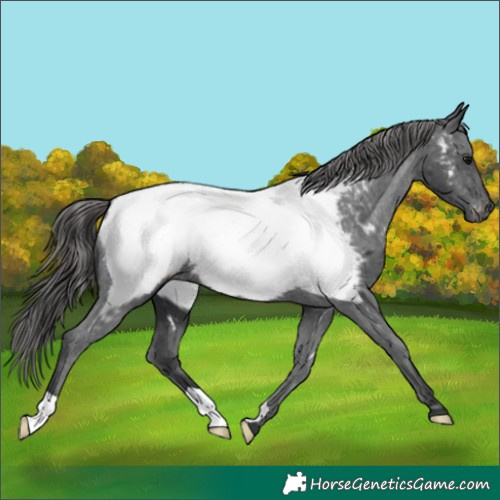Horse Color:Black Appaloosa 