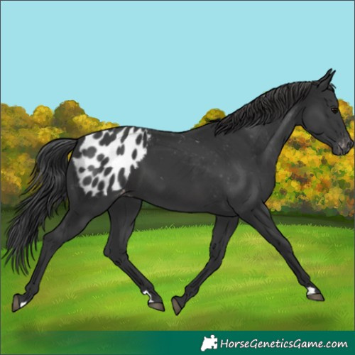 Horse Color:Black Appaloosa 