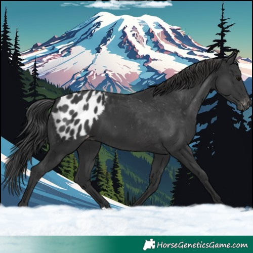 Horse Color:Black Appaloosa 
