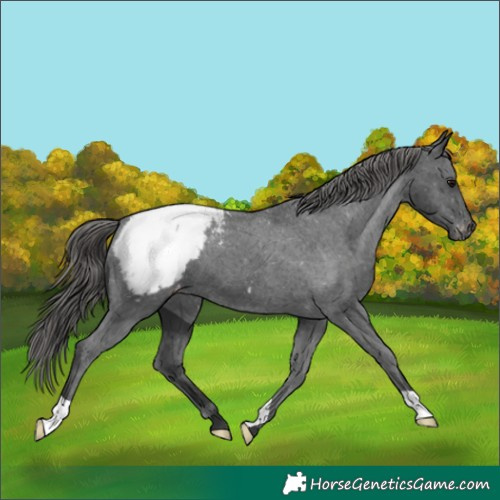 Horse Color:Black Appaloosa 
