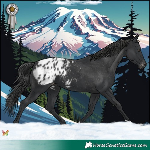 Horse Color:Black Appaloosa 