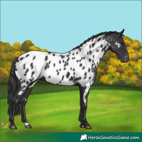 Horse Color:Black Appaloosa 