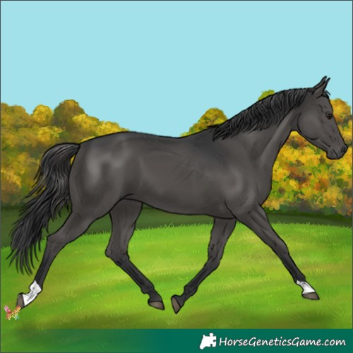 Horse Color:Black 