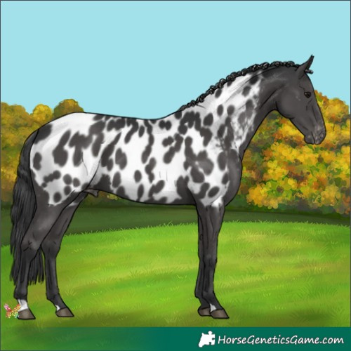 Horse Color:Black Appaloosa 