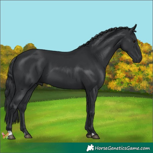 Horse Color:Black 