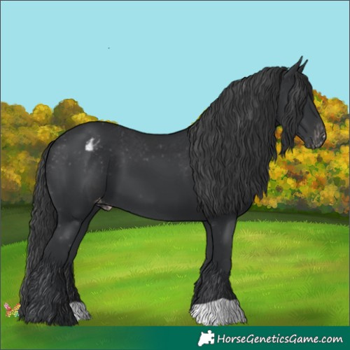 Horse Color:Black Appaloosa 