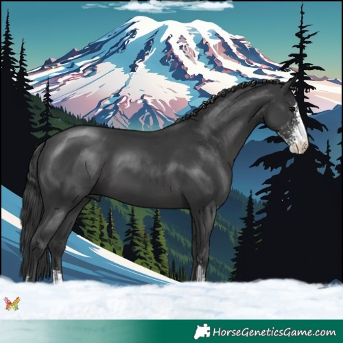 Horse Color:Black Sabino 