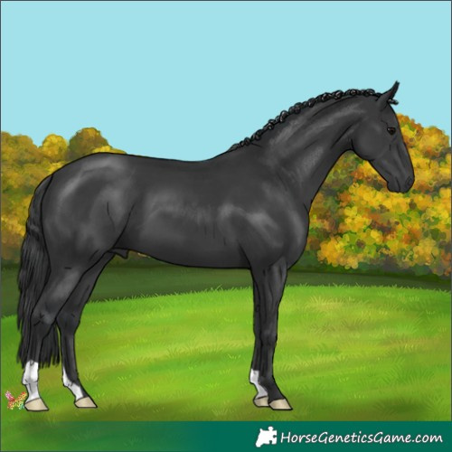 Horse Color:Black 