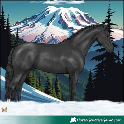 Horse Color:Black 