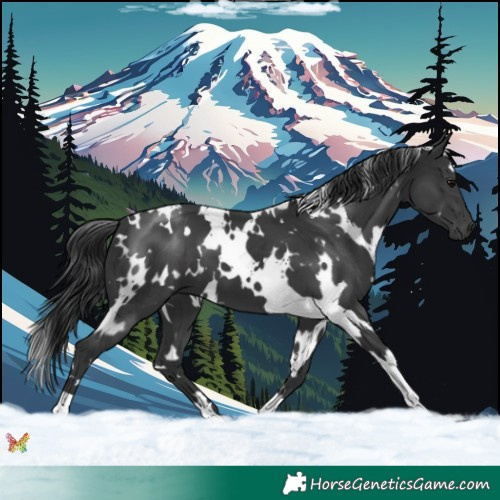 Horse Color:White Spotted Black 