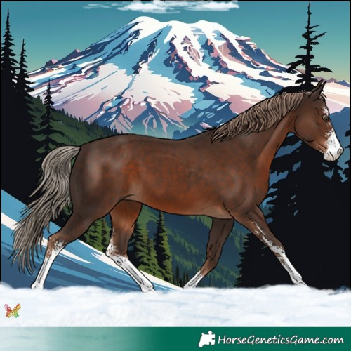 Horse Color:Liver Chestnut Sabino 