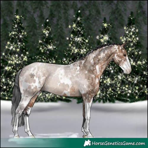 Horse Color:White Spotted Brown Dun Sabino 