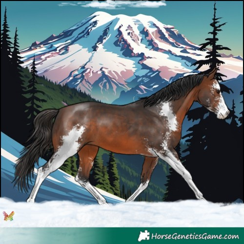 Horse Color:Brown Sabino 