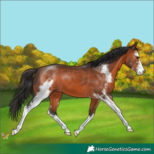 Horse Color:Brown Sabino 