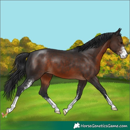 Horse Color:Brown Sabino 