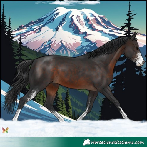 Horse Color:Brown Sabino 