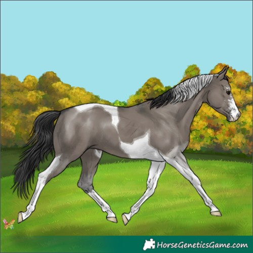 Horse Color:Grullo Sabino Tobiano 