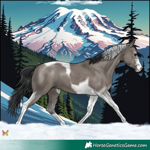 Horse Color:Grullo Sabino Tobiano 