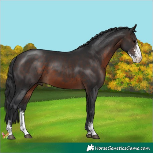 Horse Color:Brown Sabino 