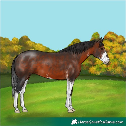 Horse Color:Brown Sabino