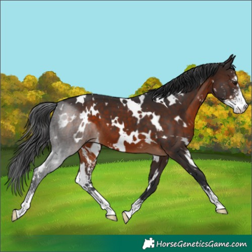 Horse Color:White Spotted Brown Sabino 