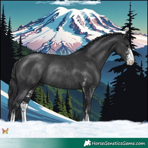 Horse Color:Black Sabino Rabicano 