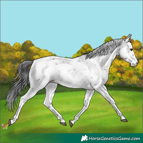 Horse Color:Brown Sabino 