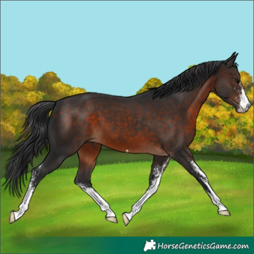 Horse Color:Brown Sabino 