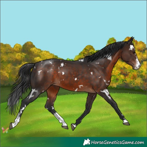 Horse Color:White Spotted Brown Sabino 