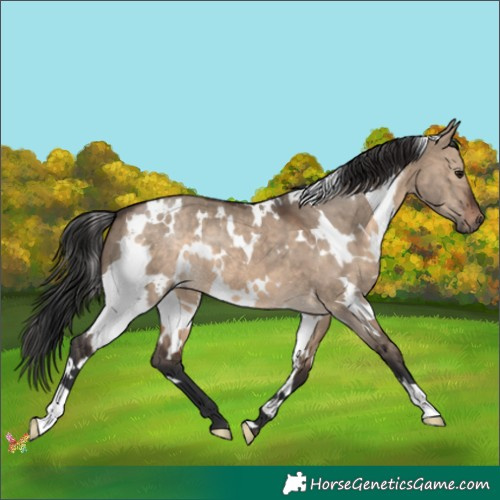 Horse Color:White Spotted Brown Dun 