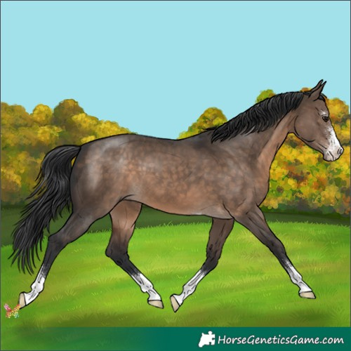 Horse Color:Brown Dun Sabino 