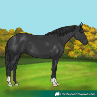 Horse Color:Black 