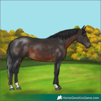 Horse Color:Brown 