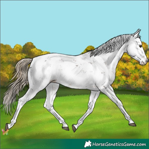 Horse Color:Liver Chestnut Sabino Rabicano 