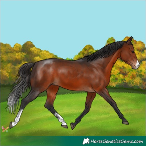Horse Color:Brown Sabino 