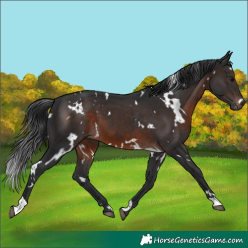 Horse Color:White Spotted Brown 