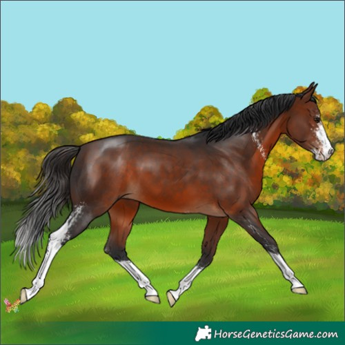 Horse Color:Bay Sabino 