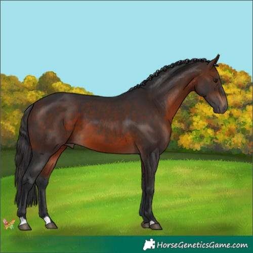 Horse Color:Brown 