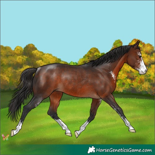 Horse Color:Brown Sabino Rabicano 