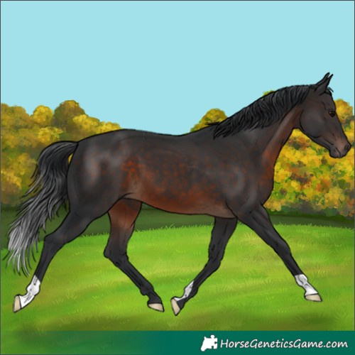 Horse Color:Brown 