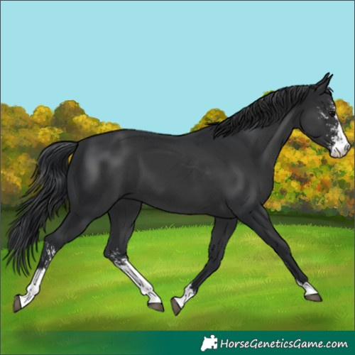 Horse Color:Black Sabino 