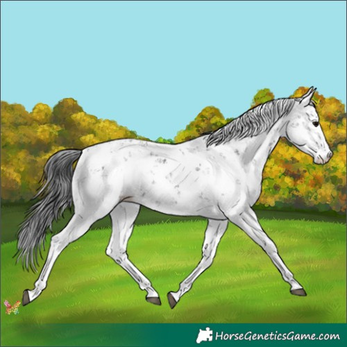 Horse Color:Black Sabino 