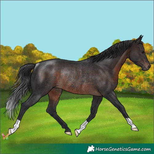 Horse Color:Brown Rabicano 